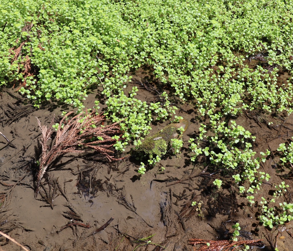 里山 H 山際の水溜まり 芹科の植物とヤマアカガエルのオタマジャクシ_2022年4月6日 11時4頃_気温17度